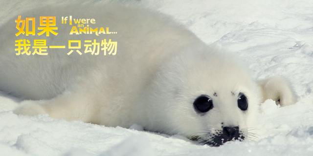 《如果我是一只動物》中文版  超贊的自然科普紀錄片