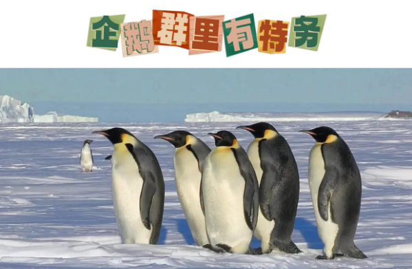 BBC高分紀錄片《企鵝群里有特務》 拯救不開心
